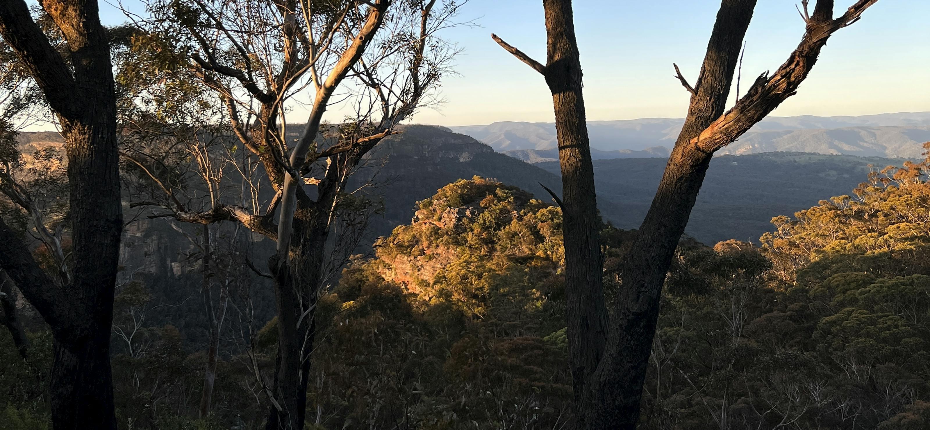 Looking out into the Blue Mountains between trees